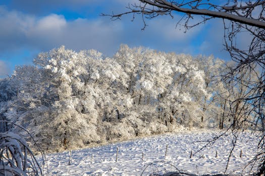 peaceful forest scenery