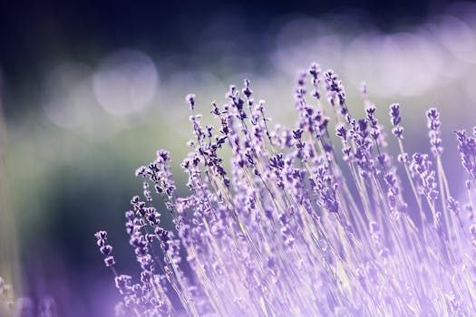 calm garden with flowers