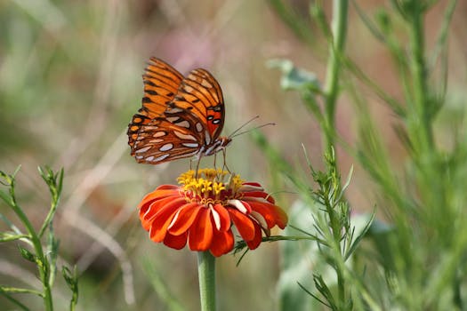 beautiful butterfly enjoying nectar