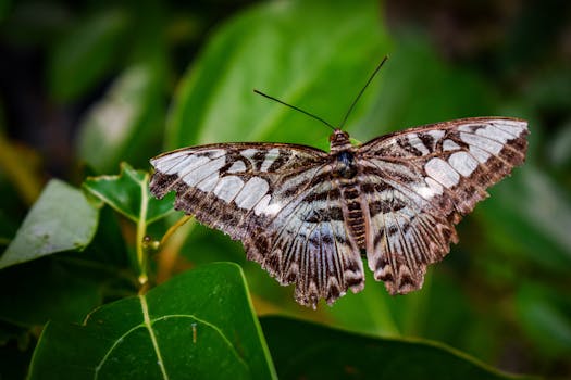 colorful butterfly garden