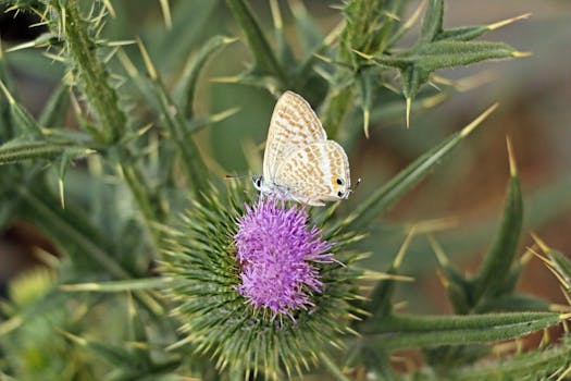 butterfly on flower close-up