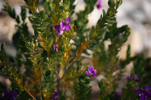 Close-up of a wildflower in bloom