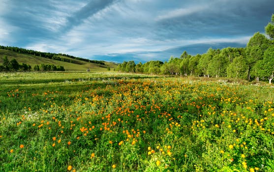 Field of vibrant wildflowers