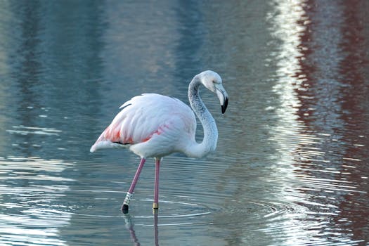 a scenic park filled with wildlife