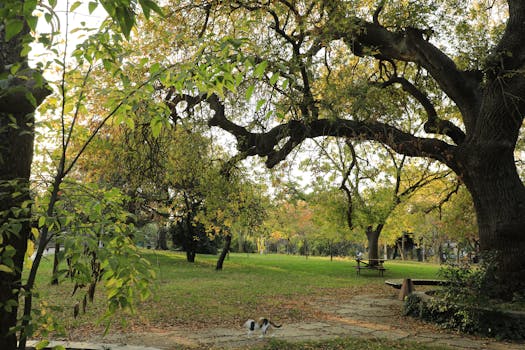 a peaceful park filled with green trees